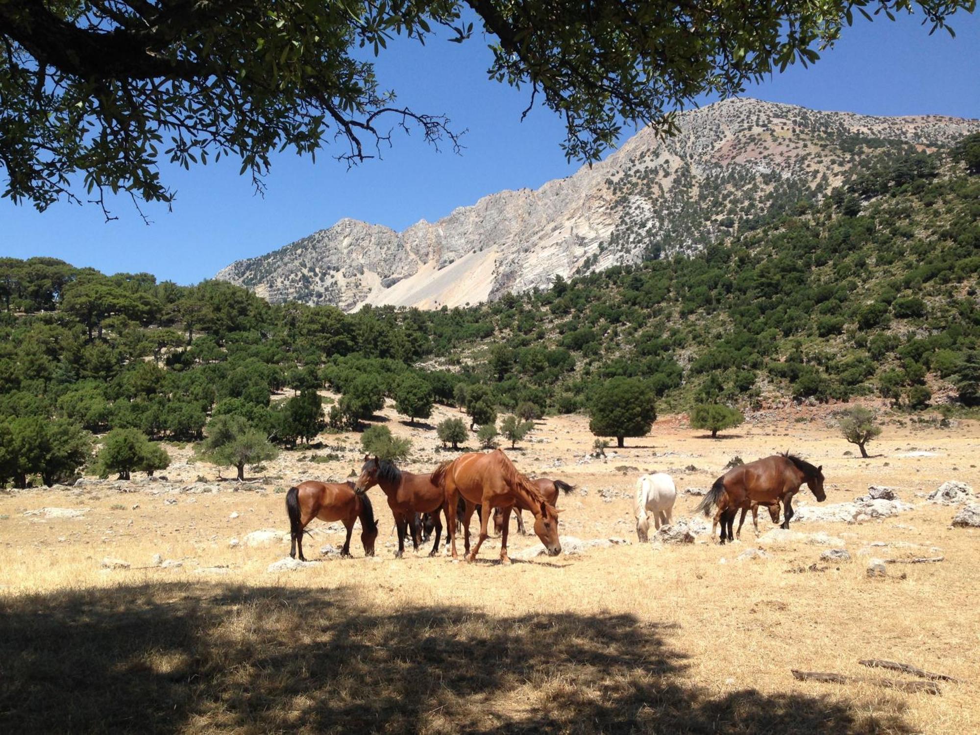 Babakamp Eco Ranch & Retreat Hotel Oludeniz Exterior foto